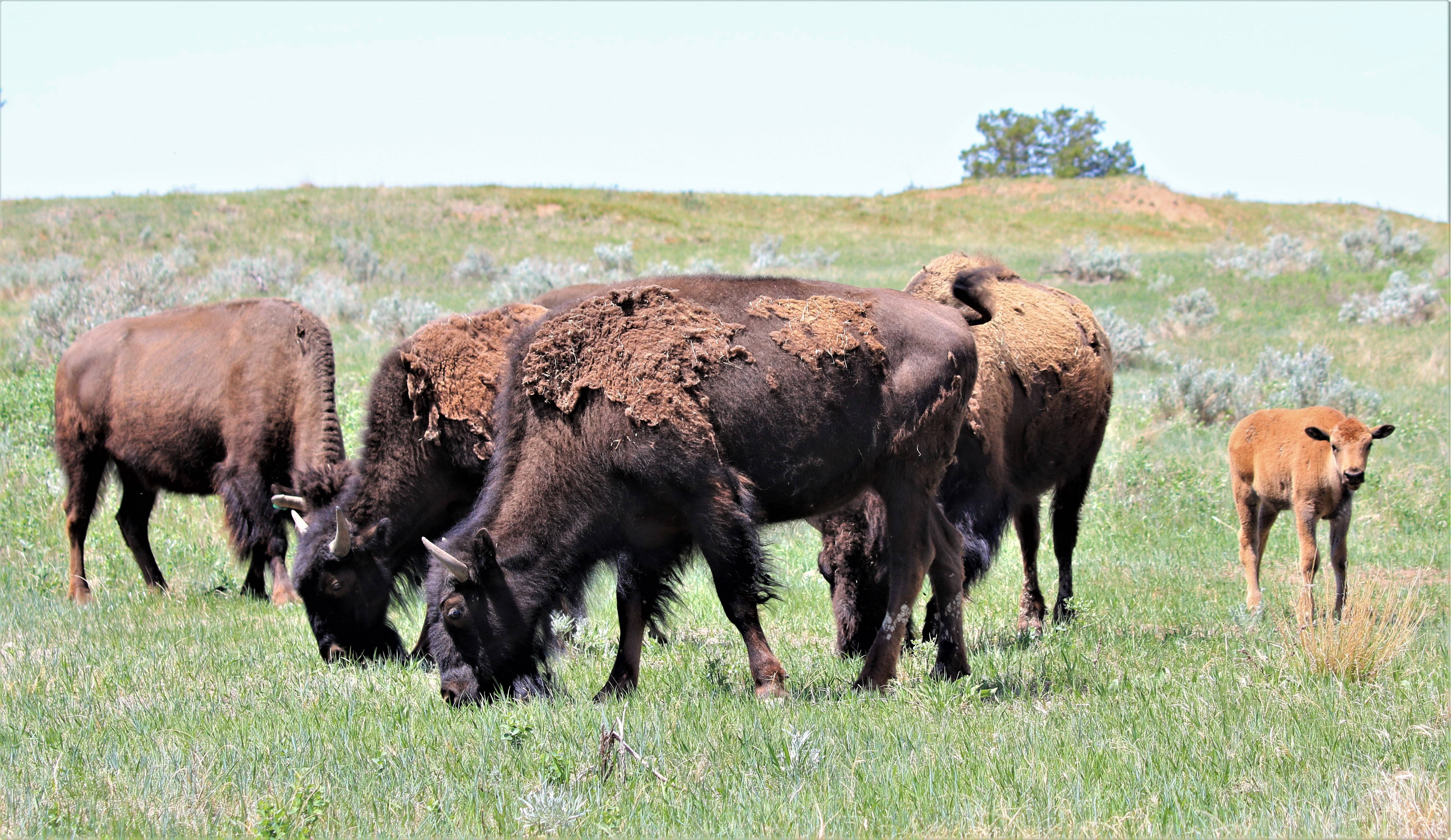 Theodore Roosevelt NP